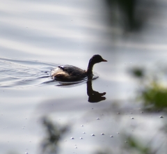 Tachybaptus ruficollis