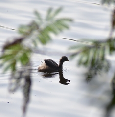 Tachybaptus ruficollis