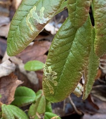 Phyllonorycter ledella