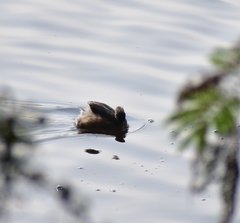 Tachybaptus ruficollis