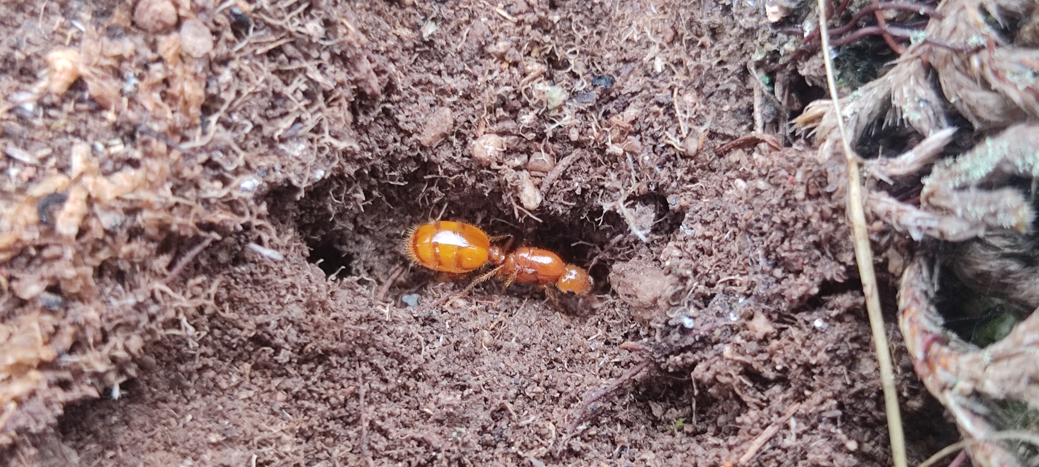 Solenopsis weyrauchi