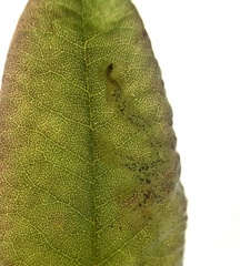 Phyllonorycter ledella