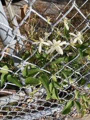 Clematis terniflora