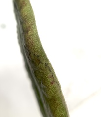 Phyllonorycter ledella