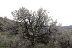Artemisia tridentata tridentata