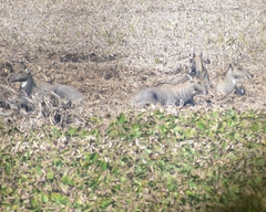 Boselaphus tragocamelus