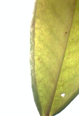 Phyllonorycter ledella