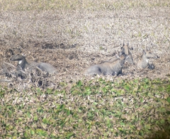 Boselaphus tragocamelus