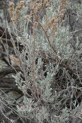 Artemisia tridentata tridentata