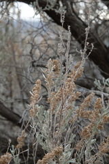 Artemisia tridentata tridentata
