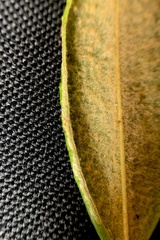 Phyllonorycter ledella