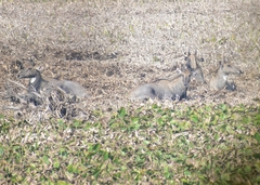 Boselaphus tragocamelus