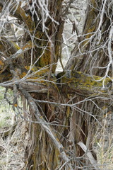 Artemisia tridentata tridentata