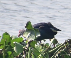 Porphyrio poliocephalus