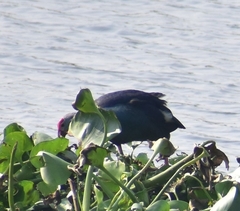 Porphyrio poliocephalus