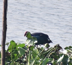 Porphyrio poliocephalus
