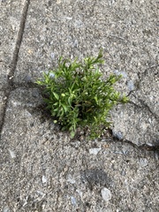 Lepidium virginicum