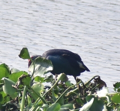 Porphyrio poliocephalus