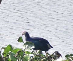 Porphyrio poliocephalus