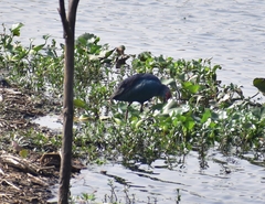 Porphyrio poliocephalus