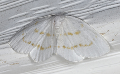 Eudeilinia luteifera