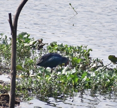 Porphyrio poliocephalus