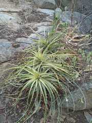 Encholirium spectabile