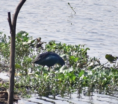 Porphyrio poliocephalus