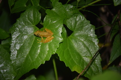 Chalcorana chalconota