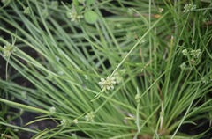 Isolepis varians