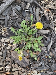 Taraxacum