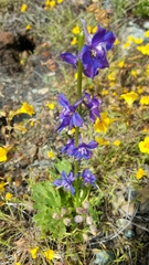 Delphinium uliginosum