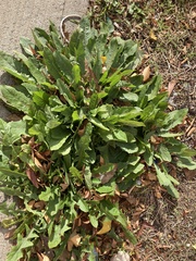 Cichorium intybus