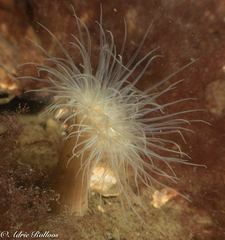 Sagartiogeton undatus