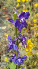 Delphinium uliginosum