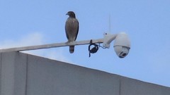 Rupornis magnirostris