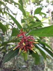 Palicourea crocea