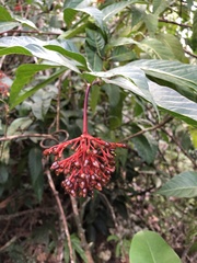 Palicourea crocea