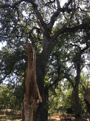 Quercus lobata