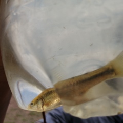 Enteromius oraniensis