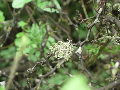 Ramalina peruviana