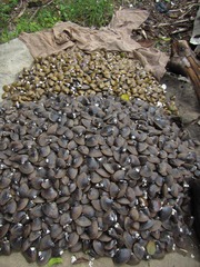 Galatea paradoxa
