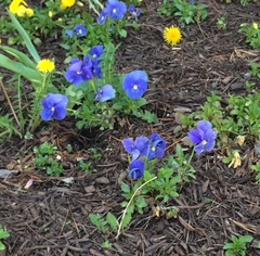 Viola × wittrockiana