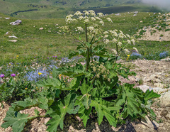 Heracleum asperum