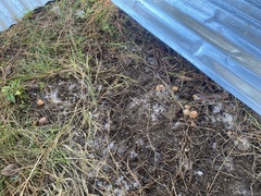 Zelleromyces cinnabarinus