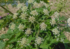 Heracleum asperum
