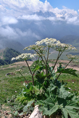 Heracleum asperum