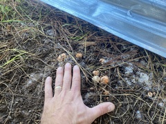 Zelleromyces cinnabarinus