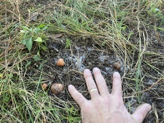 Zelleromyces cinnabarinus