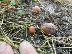 Zelleromyces cinnabarinus